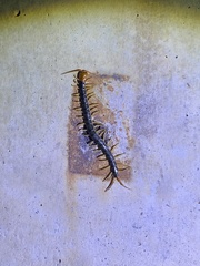 Scolopendra mutilans