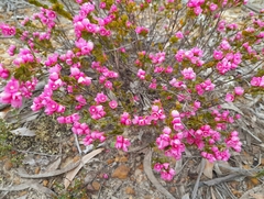 Boronia serrulata