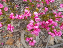 Boronia serrulata