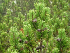 Pinus mugo