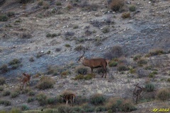 Cervus elaphus elaphus