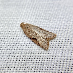 Meritastis piperata