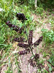 Veratrum nigrum
