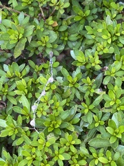 Cyclosa vallata