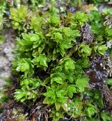 Encalypta streptocarpa