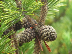 Pinus mugo