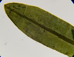 Encalypta streptocarpa