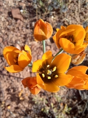 Ornithogalum dubium