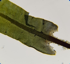 Encalypta streptocarpa