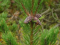 Pinus mugo