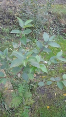Cornus alba