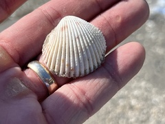 Dallocardia muricata