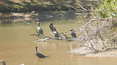 Nannopterum brasilianum