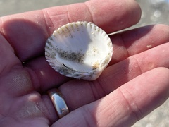 Dallocardia muricata