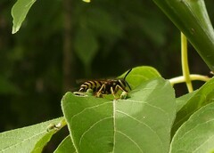 Vespula maculifrons