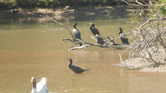 Nannopterum brasilianum
