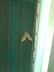 Theretra silhetensis