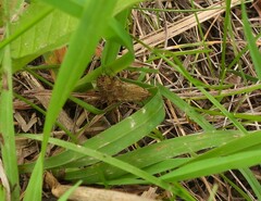 Nomophila nearctica
