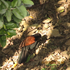 Centropus sinensis
