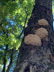 Climacodon septentrionalis