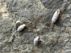 Papillifera papillaris