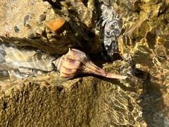 Sinistrofulgur pulleyi