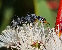 Myrmecia pilosula