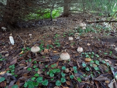 Chlorophyllum olivieri