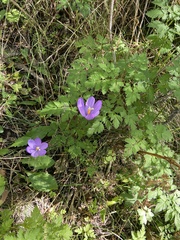 Crocus nudiflorus