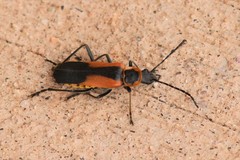 Chauliognathus deceptus