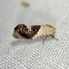 Hypertropha chlaenota