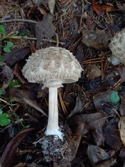 Chlorophyllum olivieri
