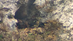 Neophron percnopterus