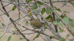 Phylloscopus collybita