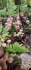 Armillaria borealis