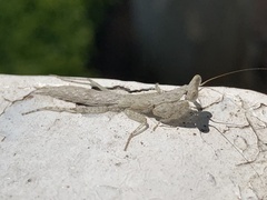 Tarachodes