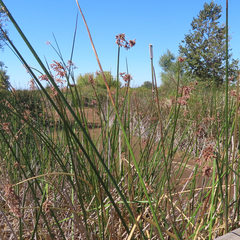 Schoenoplectus californicus