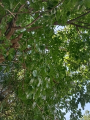 Kigelia africana africana