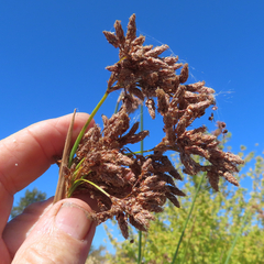 Schoenoplectus californicus
