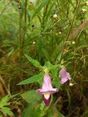 Sesamum indicum