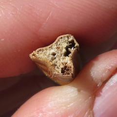 Schoenoplectus californicus