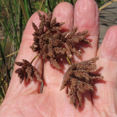 Schoenoplectus californicus