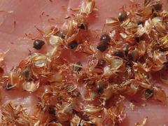 Schoenoplectus californicus