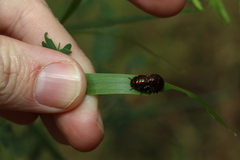 Callidemum irideum