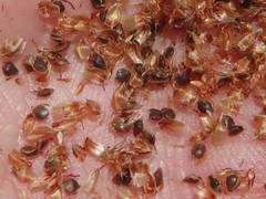 Schoenoplectus californicus