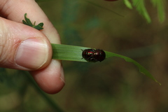 Callidemum irideum