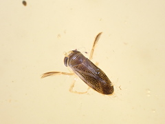 Corixinae