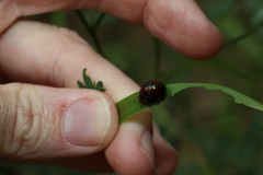 Callidemum irideum