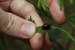 Callidemum irideum