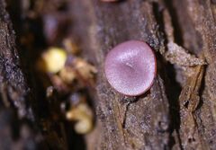 Ascocoryne cylichnium